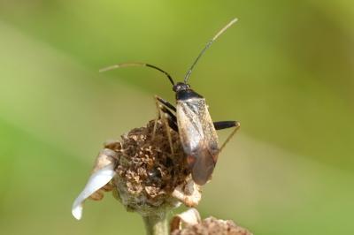 Adelphocoris seticornis