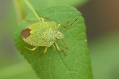 Palomena prasina