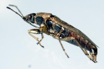 Emblethis denticollis