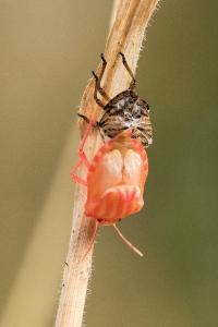 Graphosoma italicum