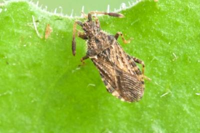 Strobilotoma typhaecornis