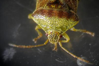 Elasmucha grisea