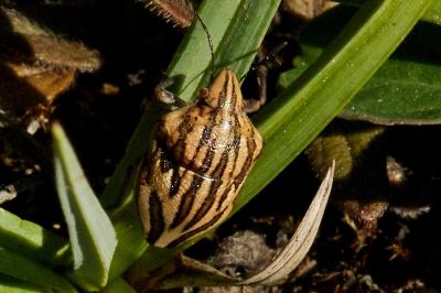 Odontotarsus purpureolineatus