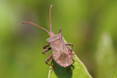 Coreus marginatus
