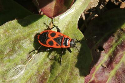 Pyrrhocoris apterus