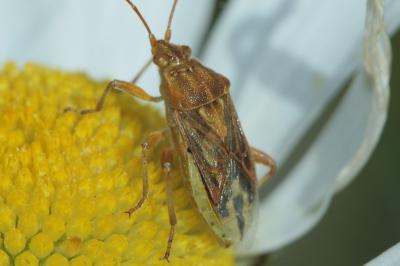 Stictopleurus abutilon