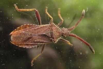 Coriomeris denticulatus