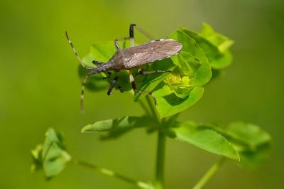 Dicranocephalus albipes