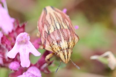 Odontotarsus purpureolineatus