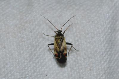 Polymerus unifasciatus