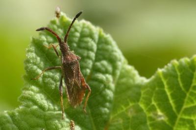 Coriomeris