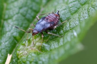 Deraeocoris ruber
