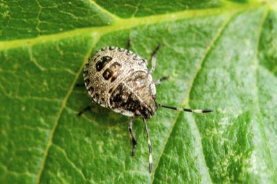 Rhaphigaster nebulosa