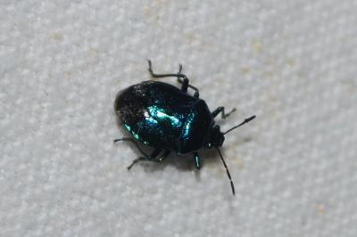 Zicrona caerulea