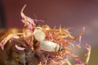 Oxycarenus pallens