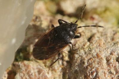 Drymus sylvaticus