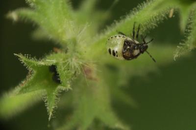 Stagonomus venustissimus