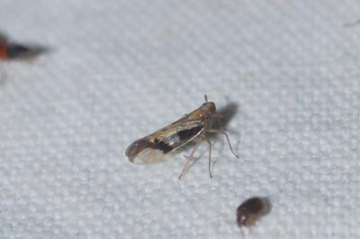 Euides speciosa