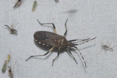 Dicranocephalus agilis