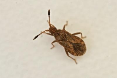 Strobilotoma typhaecornis