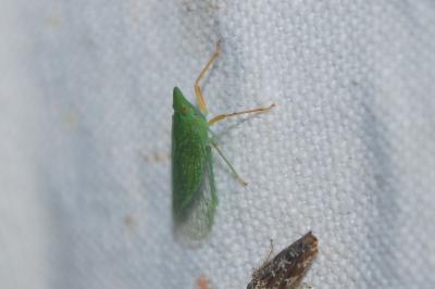 Dictyophara multireticulata