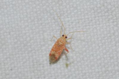 Phytocoris meridionalis