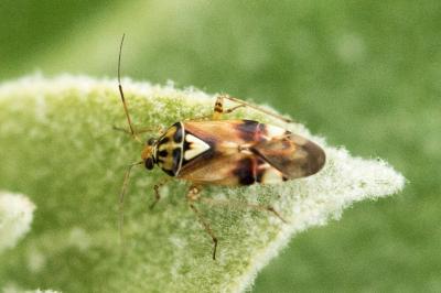 Lygus pratensis