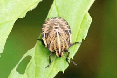 Graphosoma italicum
