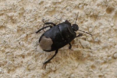 Cydnus aterrimus
