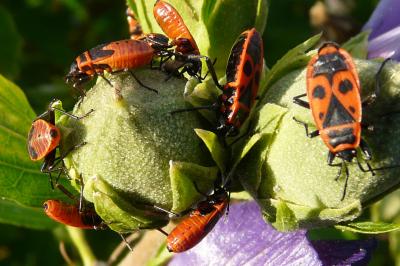 Pyrrhocoris apterus