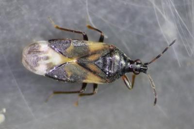 Anthocoridae