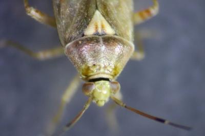 Lygus rugulipennis