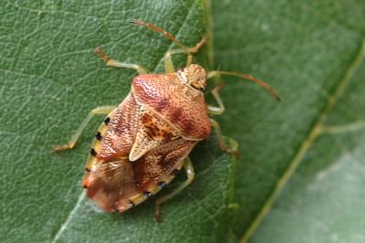 Elasmucha grisea