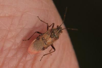Liorhyssus hyalinus