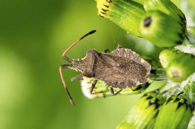 Enoplops scapha