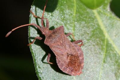 Coreus marginatus