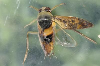 Notonecta maculata
