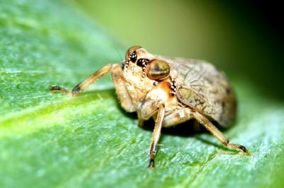 Issus coleoptratus