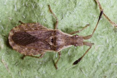 Spathocera lobata
