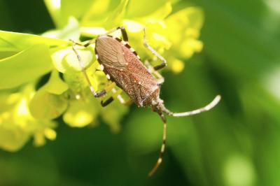 Dicranocephalus albipes