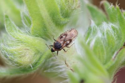 Dictyla echii