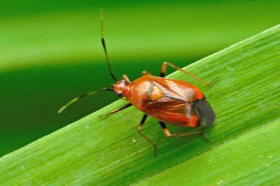 Deraeocoris ruber