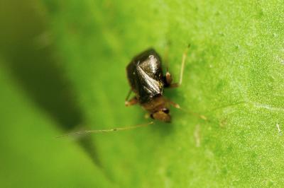 Halticus luteicollis