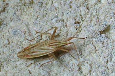 Miridius quadrivirgatus