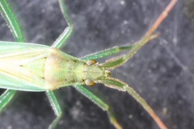 Stenodema laevigata