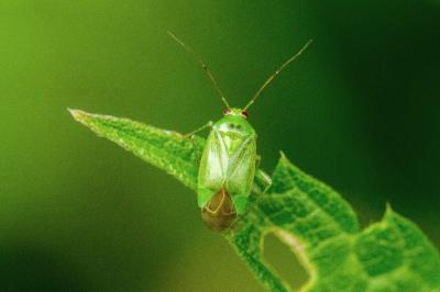 Apolygus spinolae