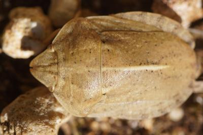 Eurygaster austriaca
