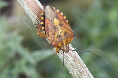 Carpocoris purpureipennis