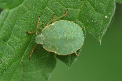 Palomena prasina