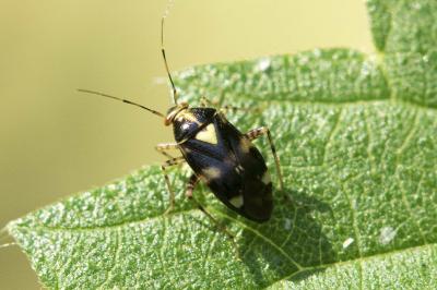 Liocoris tripustulatus